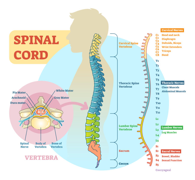 spinal injury diagram
