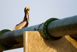 pelican sitting on bayou bridge pipeline