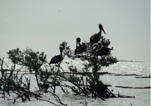 Deepwater Horizon oil spill pelicans avoiding oil